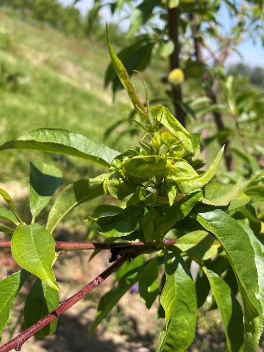 Aphid damage to pears.